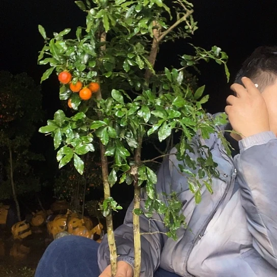 不开花植物金弹子庭院原生品种