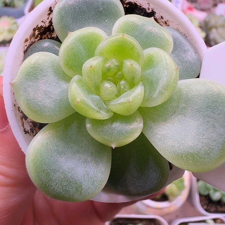 极光甜心单头绿透