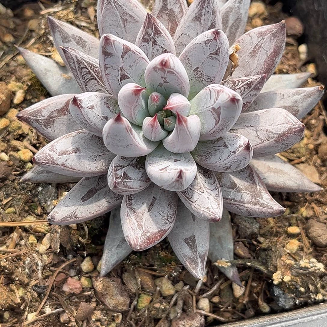 ****猪程成多肉植物魔爪