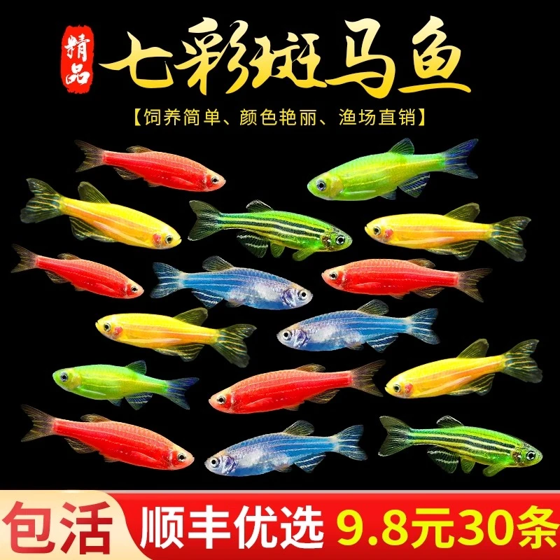 活体鱼观赏鱼热带观赏鱼红蓝斑马鱼小型金鱼淡水精品孔雀红绿灯科