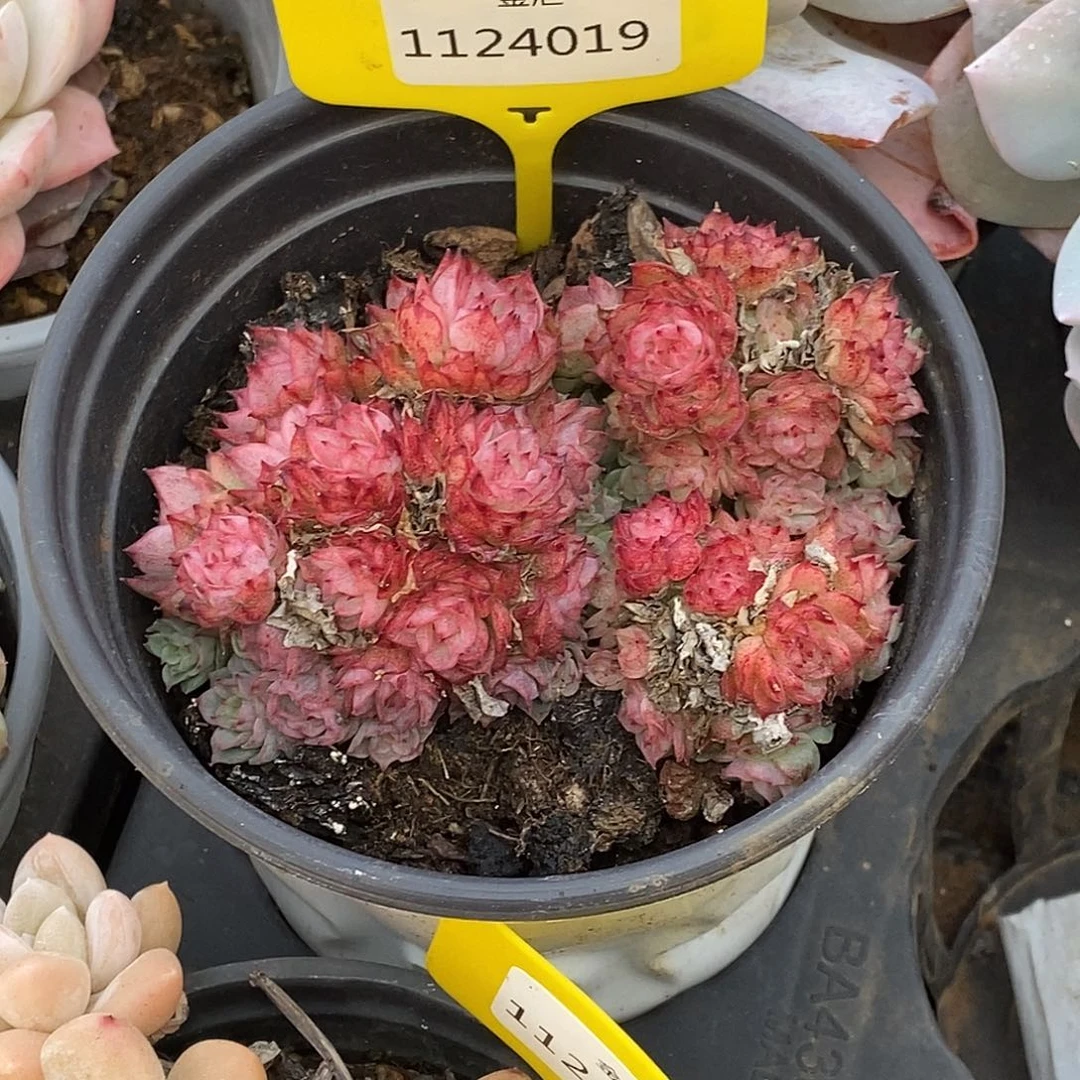 1124019麦杆群，多肉植物