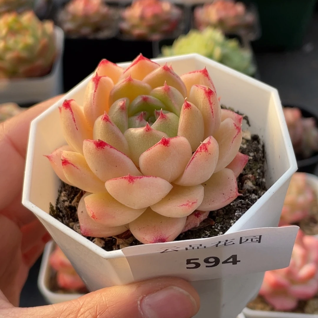 594号糖心冰心珍妮 萌芽