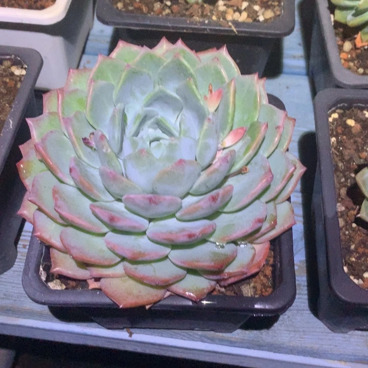 无名多肉一物一拍