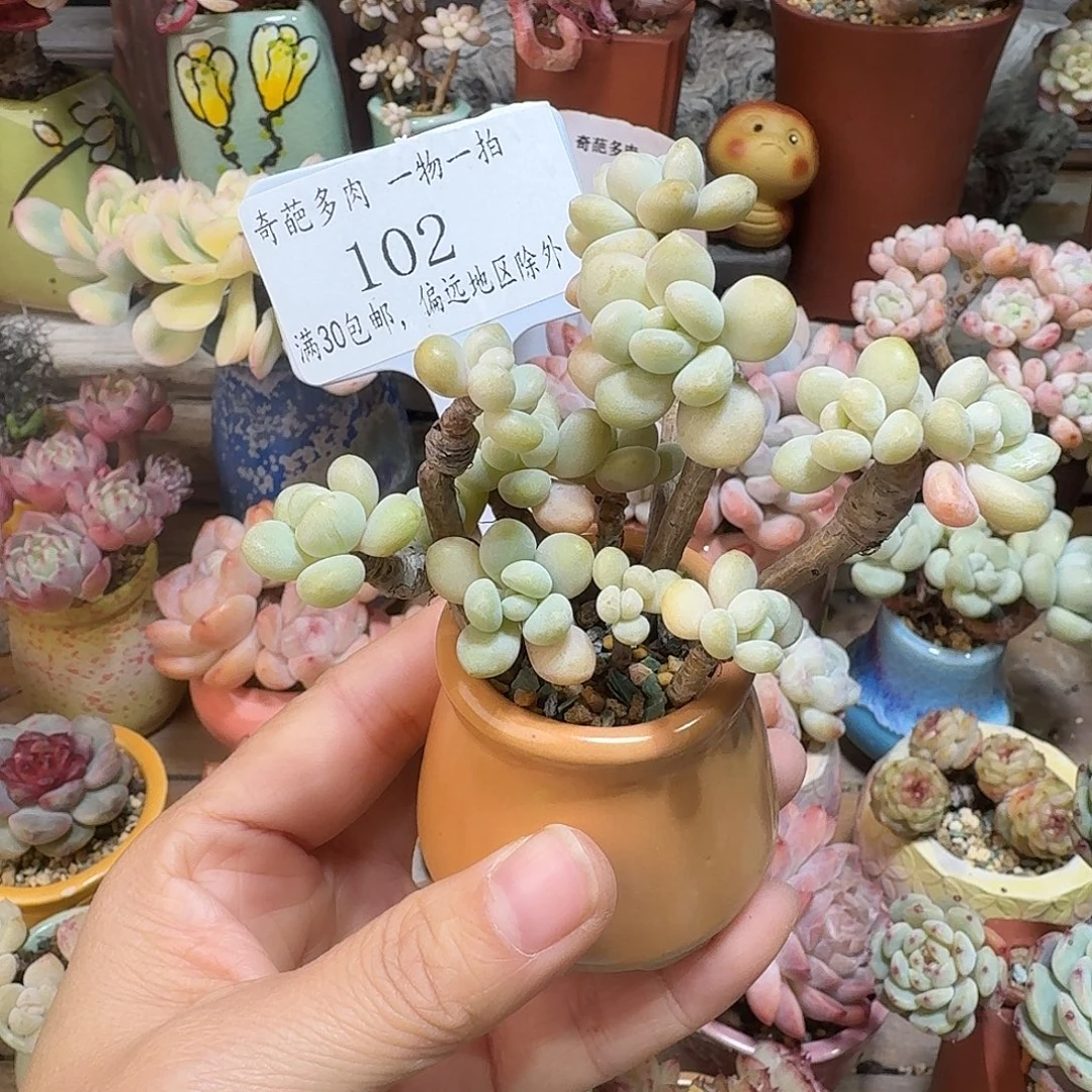 102 多肉含盆土 30元包邮➗偏远