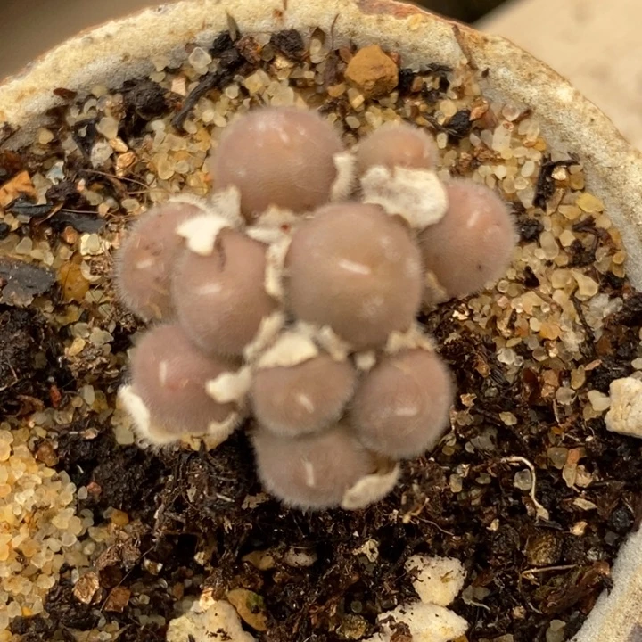 2076史蒂芬尼毛球一群