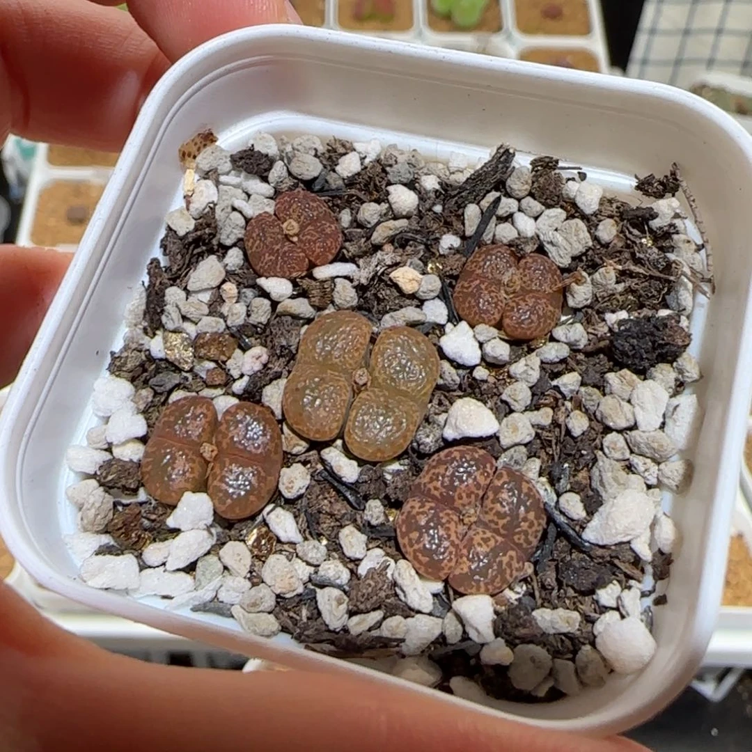 肉锥多肉植物组合-勋章福利1448