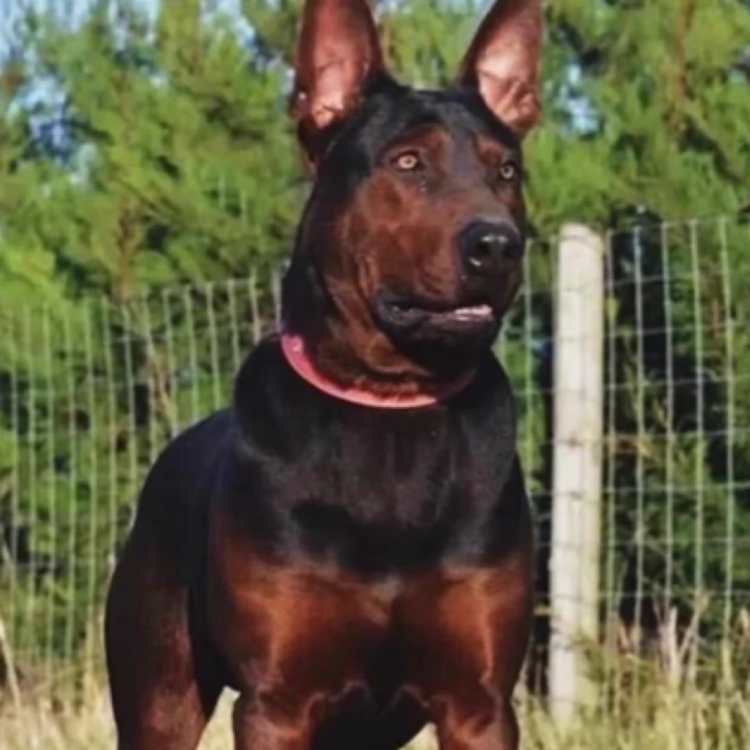 （莱州红犬）狗狗宠物活体通用链接