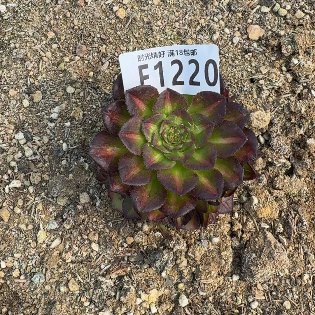 1220海王七彩多肉植物