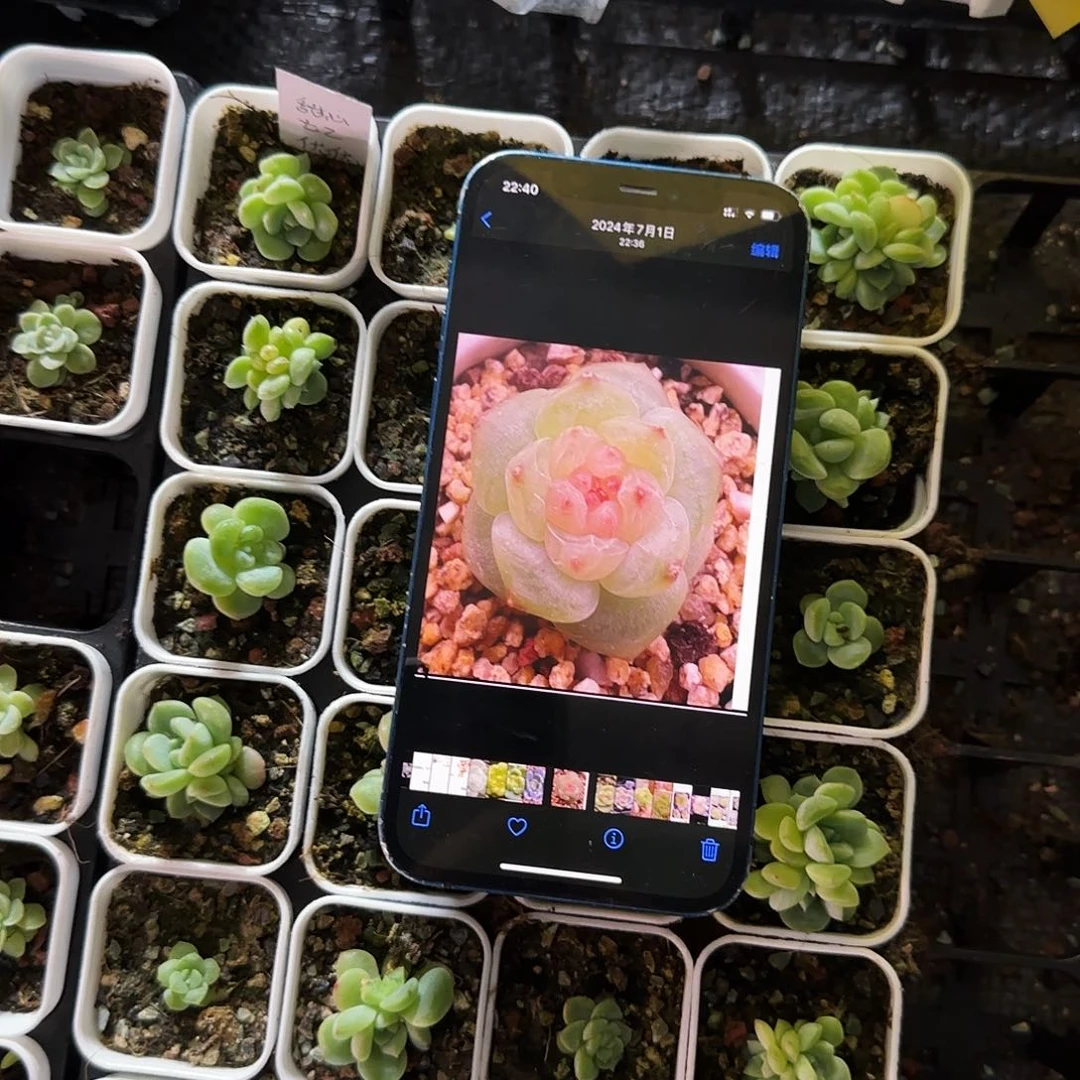 唐唐甜心t2 盆一个满25包邮