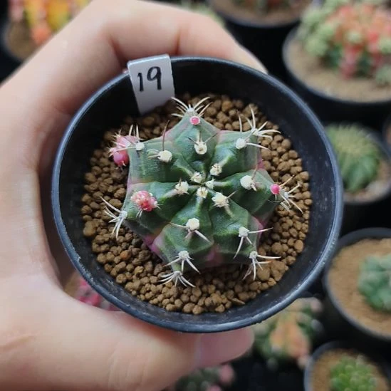 泡泡糖侧芽自根带盆土发货