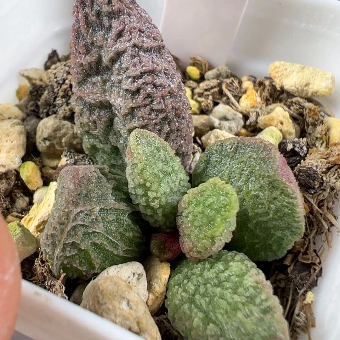 w冰晶纹款实生新品