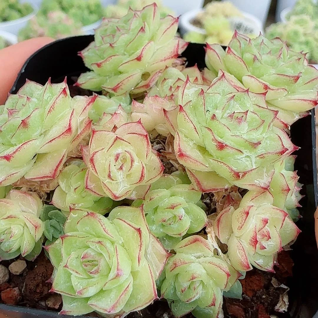 【闪购商品】0614-81边线优选女王（孤品）