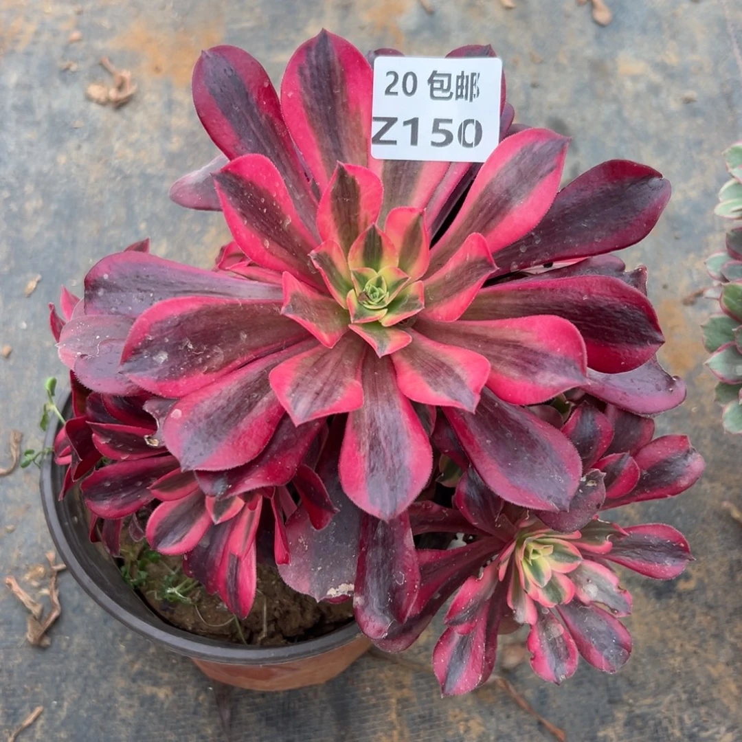 150美杜莎，满20包邮嘟叮熊