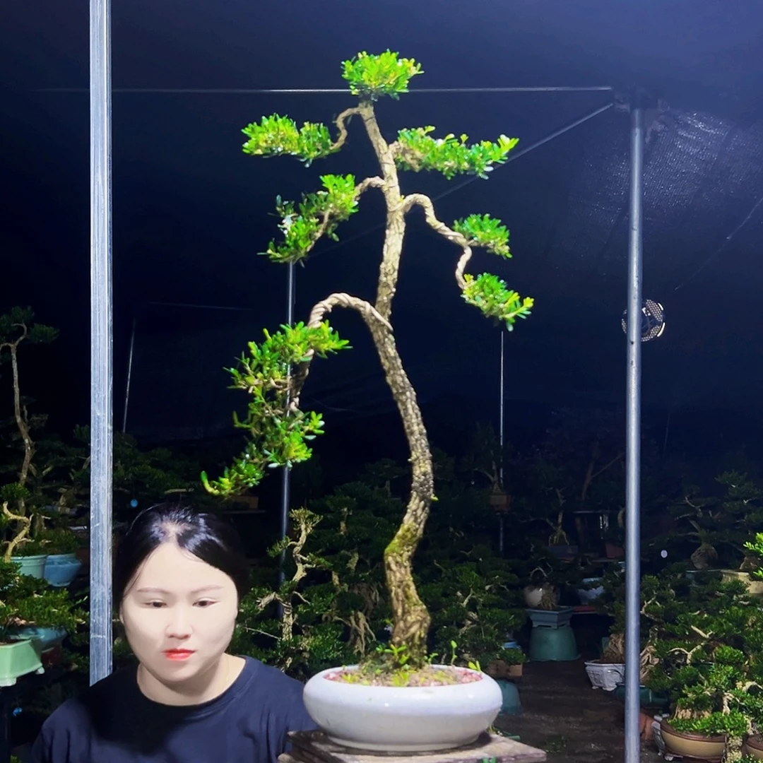 无花朵黄杨木