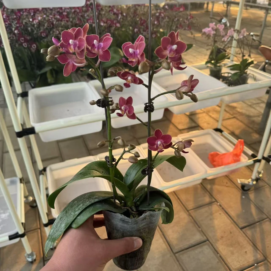 【李先生】（公主）蝴蝶兰双花剑带花带花苞