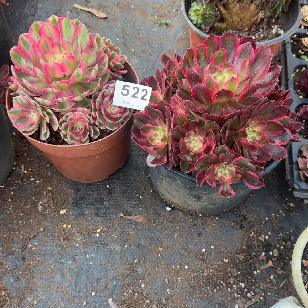 又***季两个多肉植物0522
