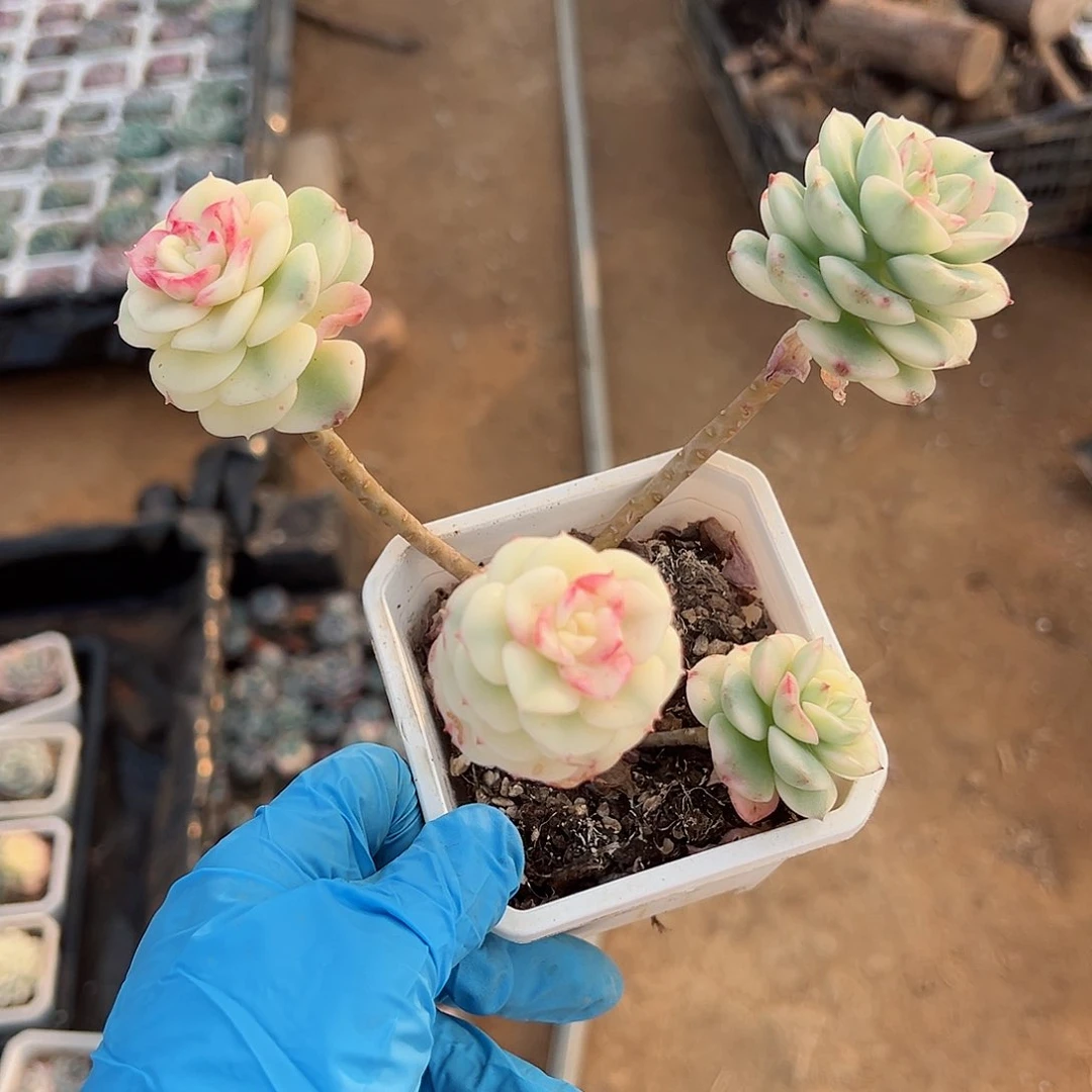 厚叶妮可莎娜锦底座，多肉植物