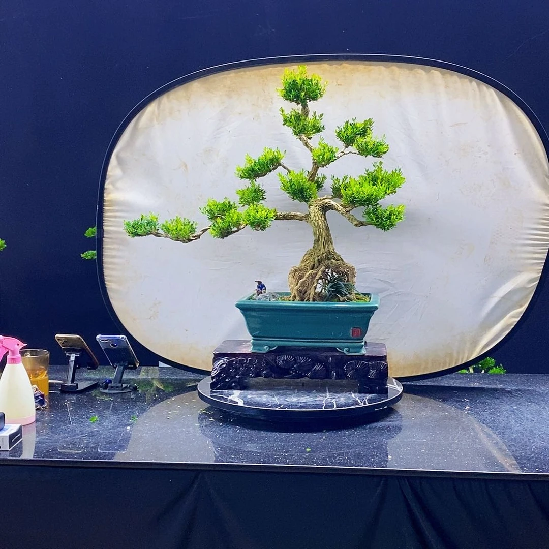 无花朵黄杨盆景造型