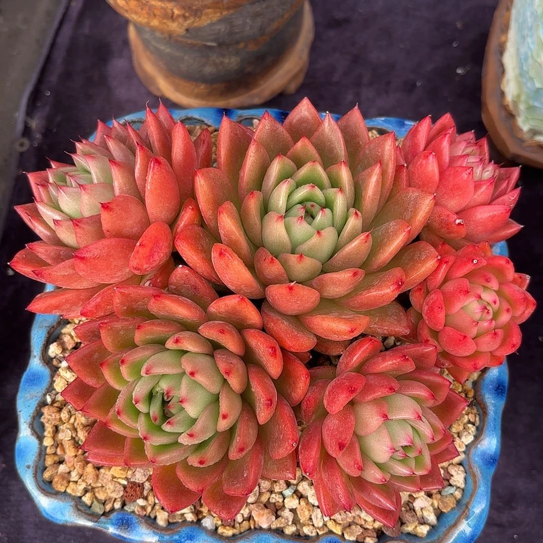 多肉植物脱土包邮