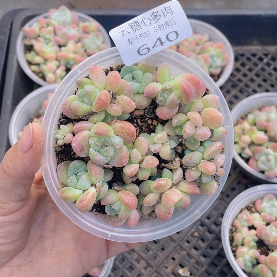 云糖心多肉植物640