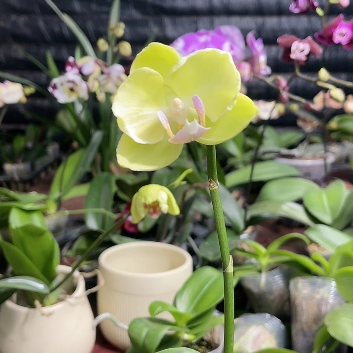 当前无花栽培后可以开花绿如意