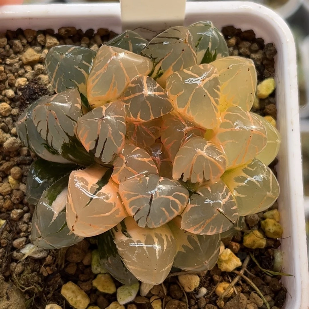 203糊斑趋势红太阳玉露锦福利专场