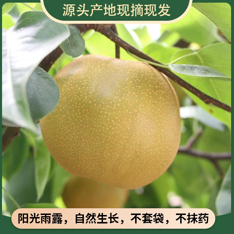 正宗秋月梨现摘现发当季水果脆甜多汁不套袋不打药自然熟