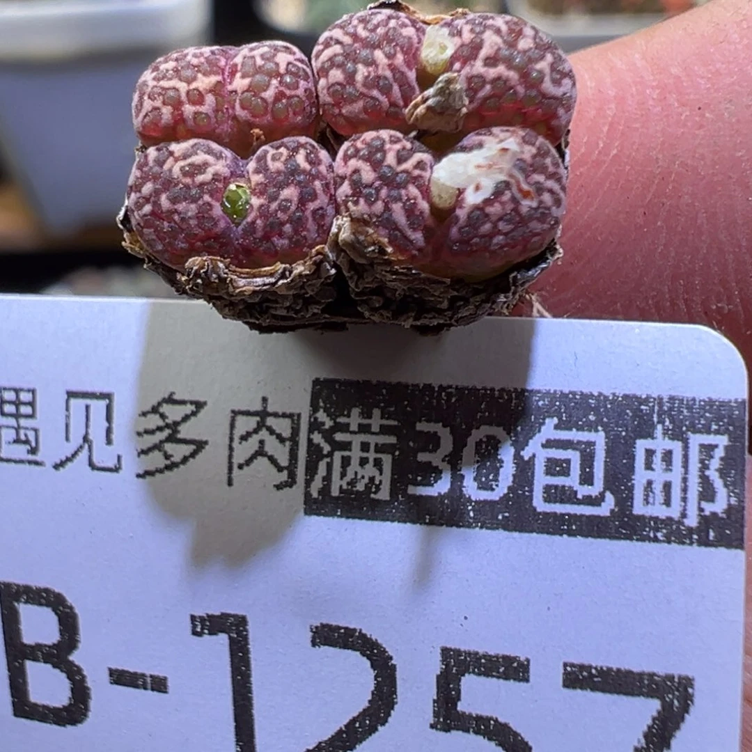 多肉植物1111111111111