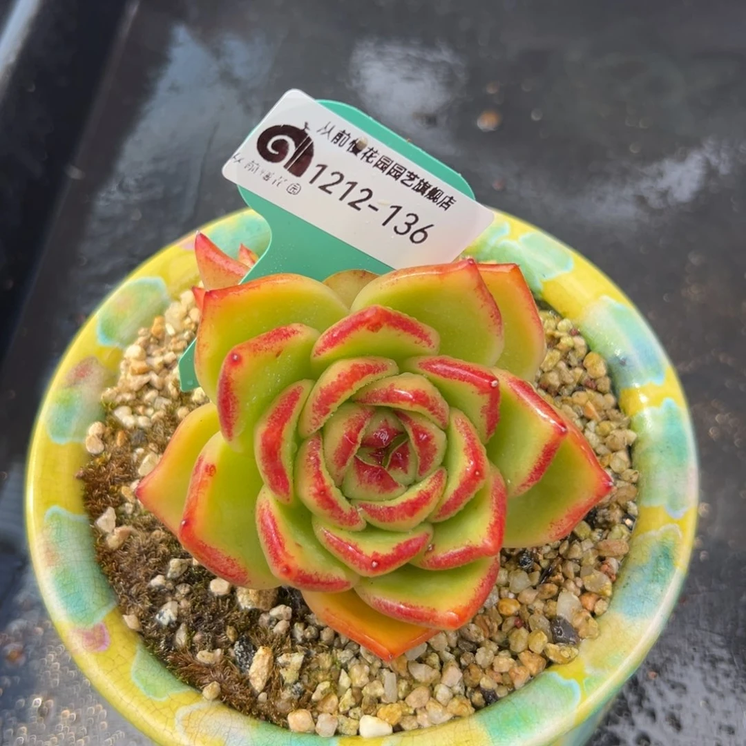 从前慢花园多肉编号1212-136