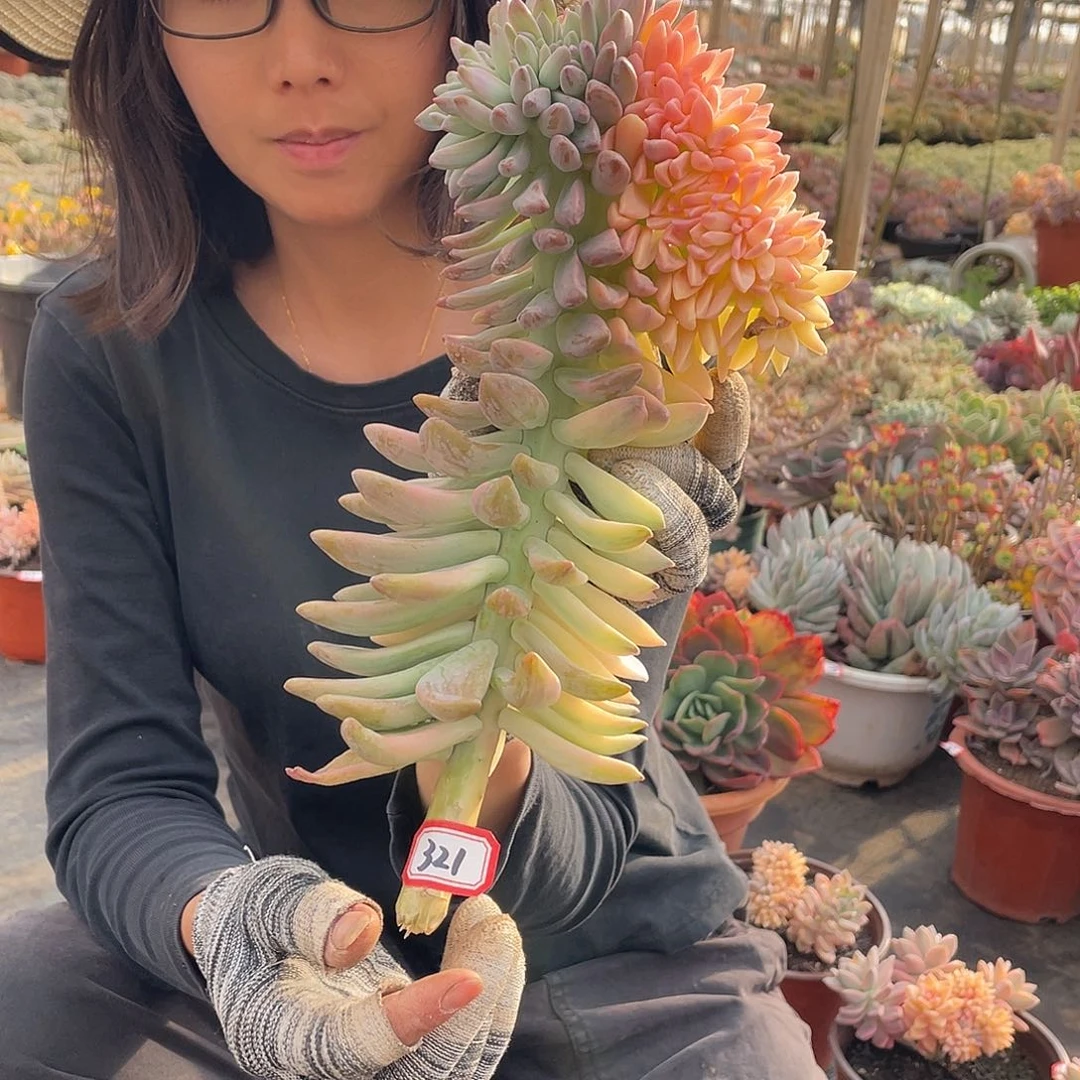 321淡雪锦缀化 一物一拍多肉