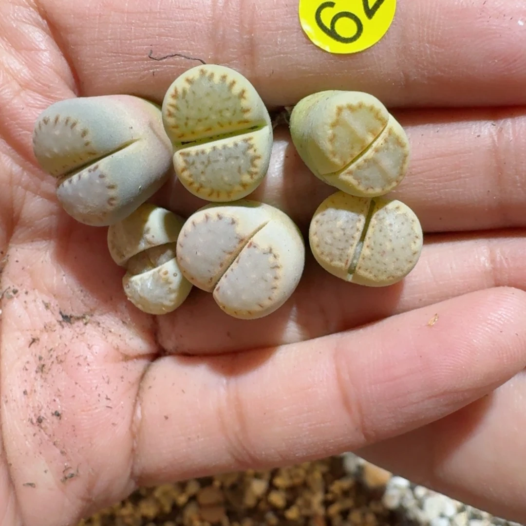 ?****?62......多肉.....