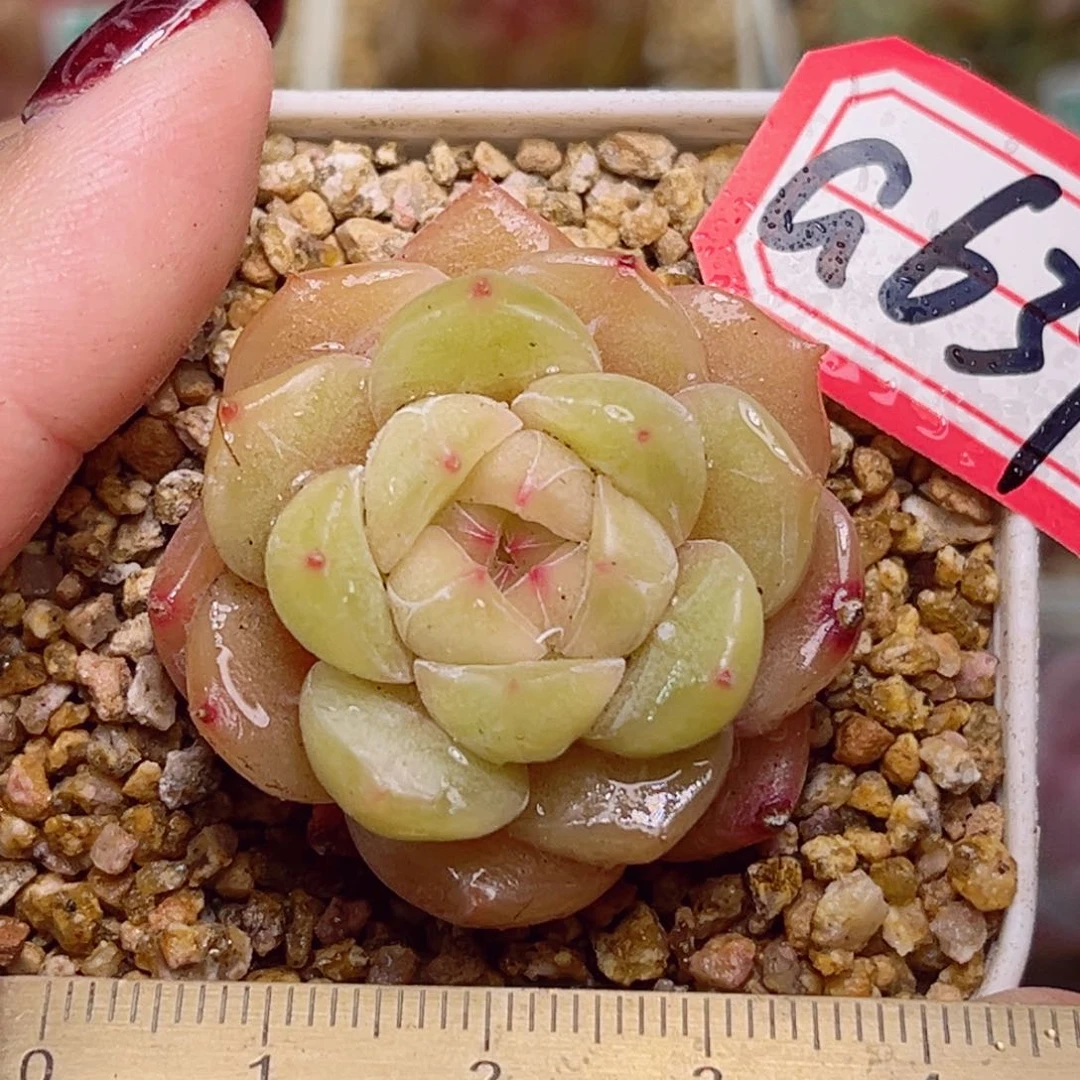 G639一物一拍 心上人