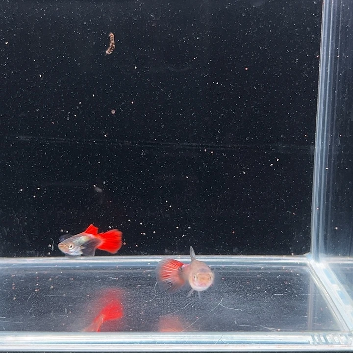 孔雀鱼白金象耳孔雀