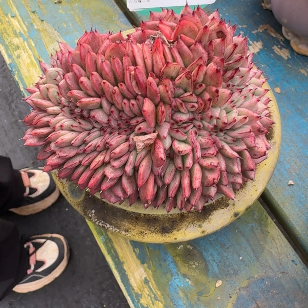 从前慢多肉精选编号1222.22