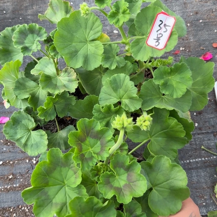 完全开放天竺葵35号