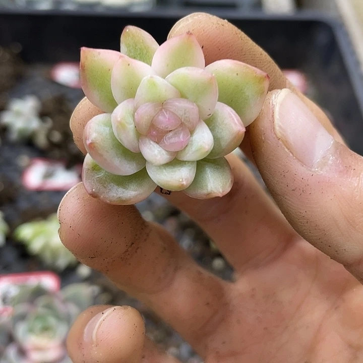 珍妮体冰月亮锦一物一拍锦龙