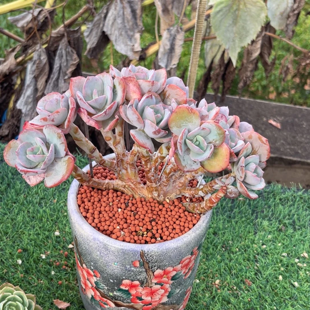 雪凤朵朵缀一物一拍