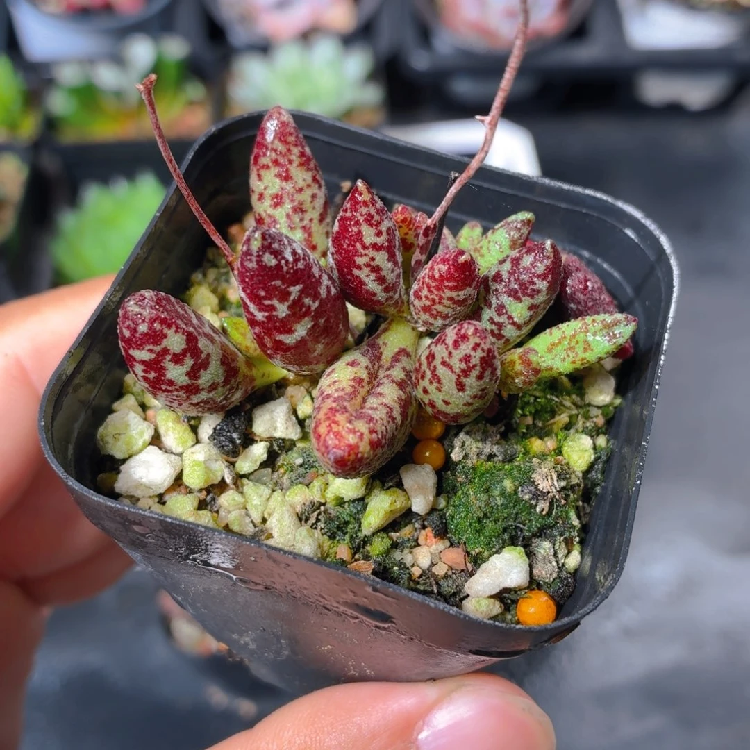 血癍玛丽安多肉9.9包邮发货