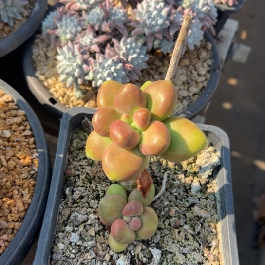 *‍**谢谢宝～一物一拍7967