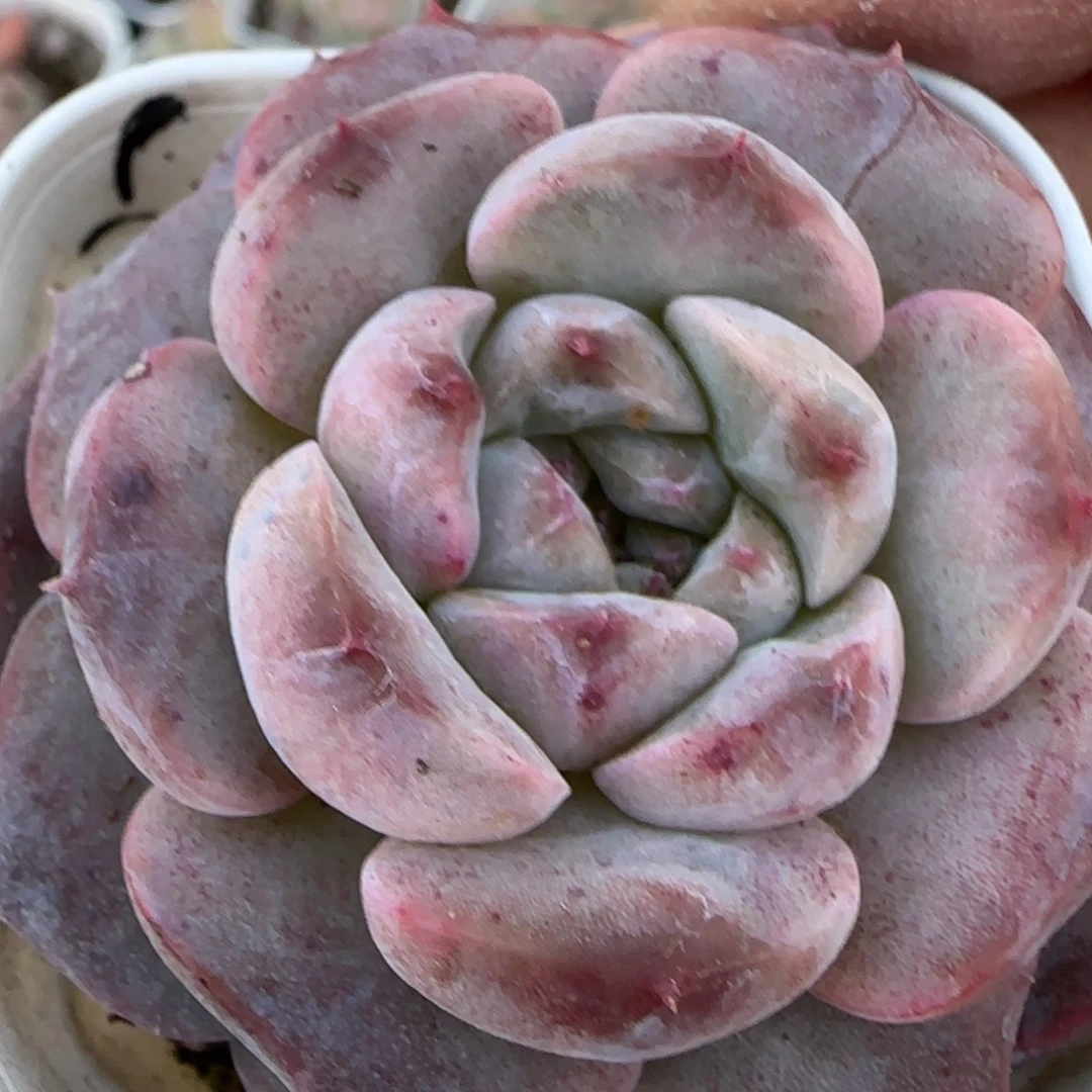 小卡拉米糖心一物一拍