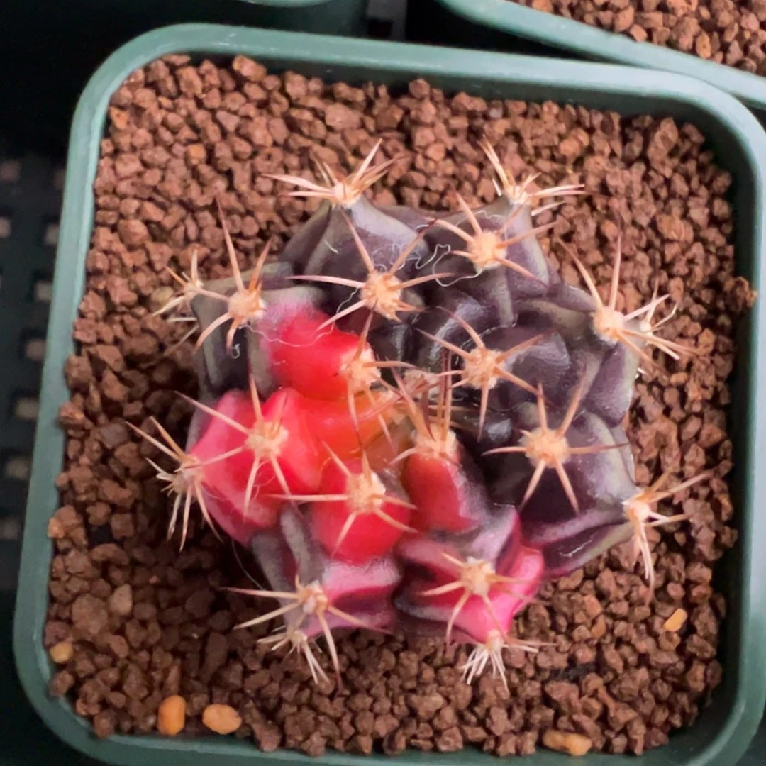 388 好看的米哈冲冲冲