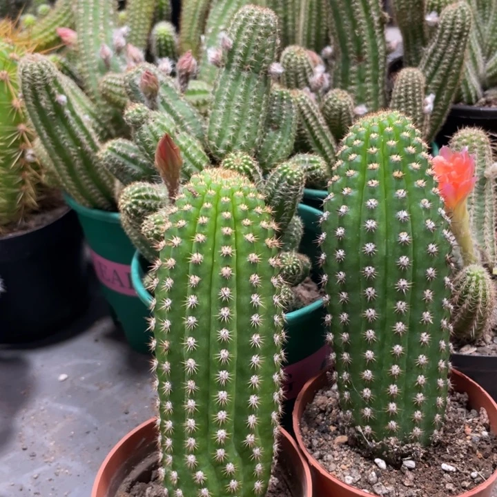 自根超级杏毛花住一杯