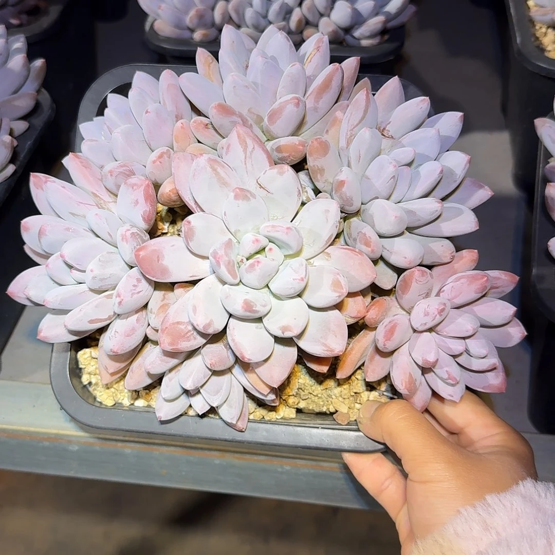 香水宝贝整无砍老桩