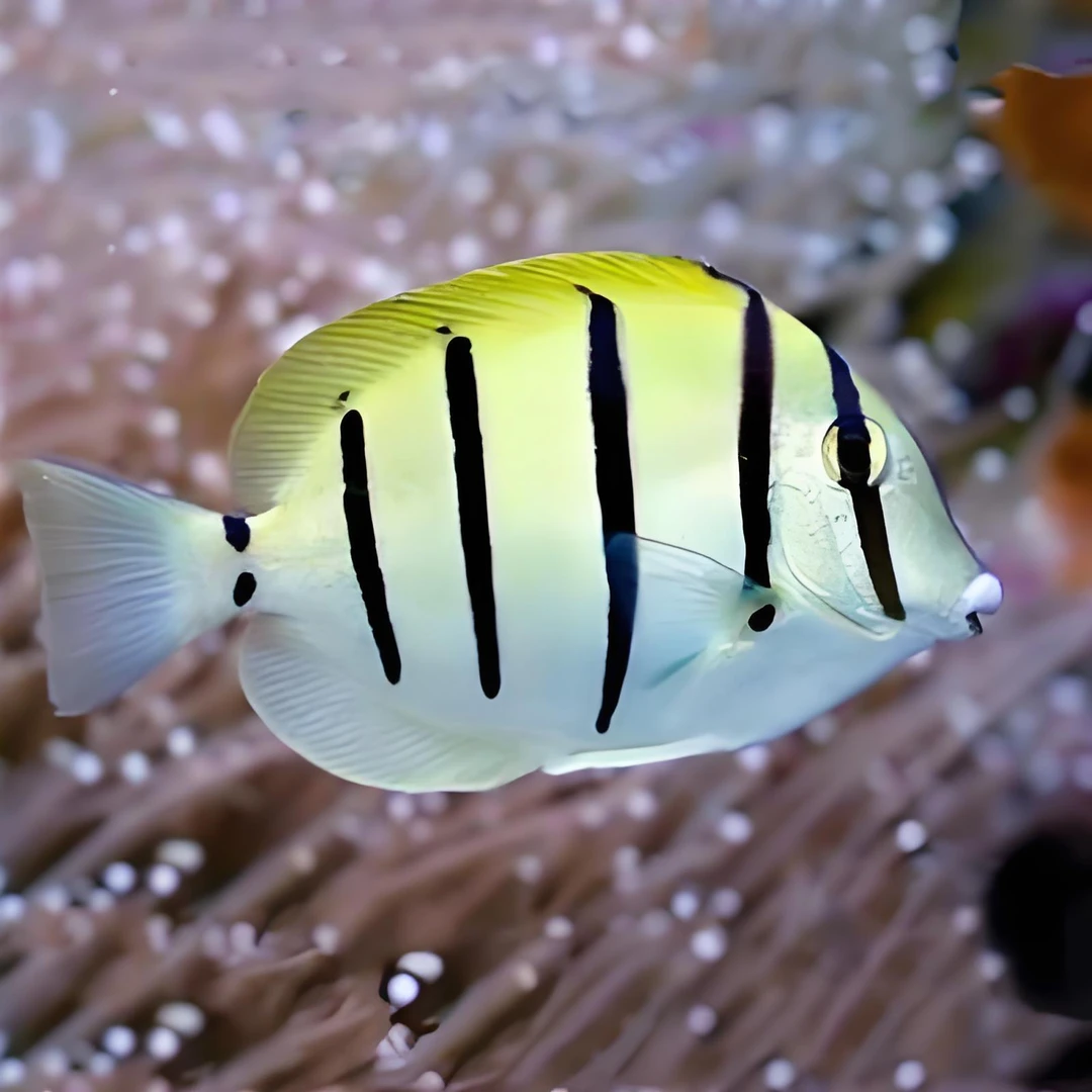 斑马吊 海水观赏鱼