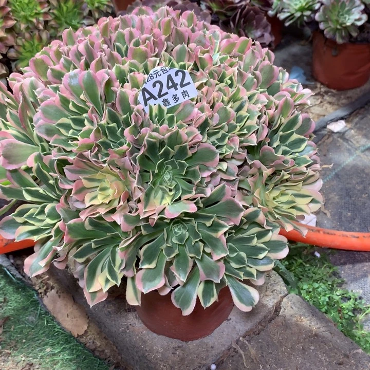 雪***心242多肉植物一物一拍