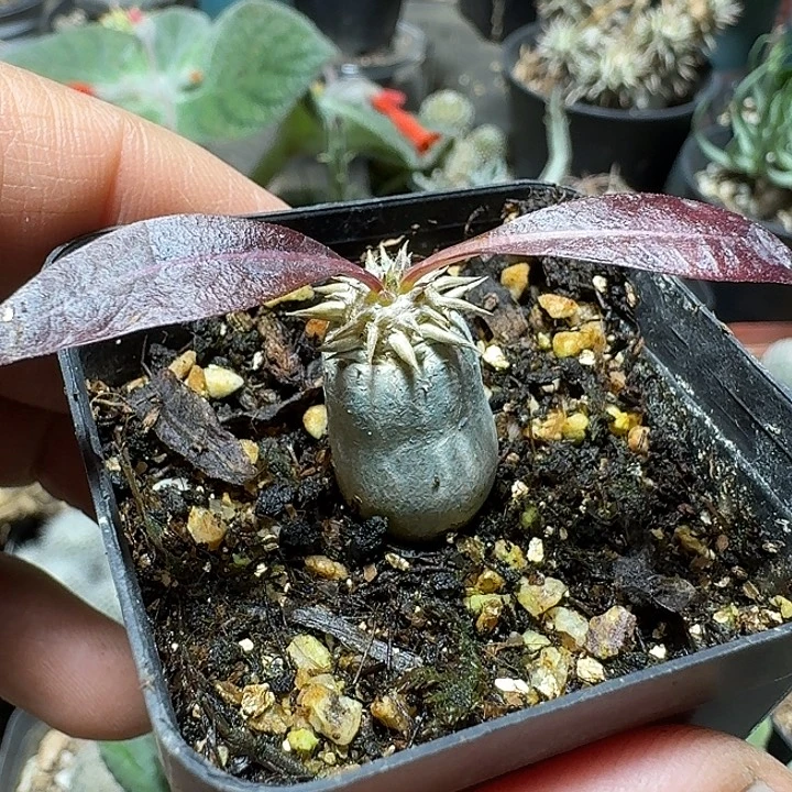 735象牙宫杂交带盆发货