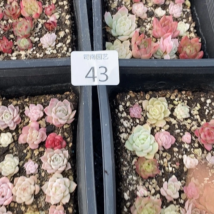 43 多肉植物盆栽花卉