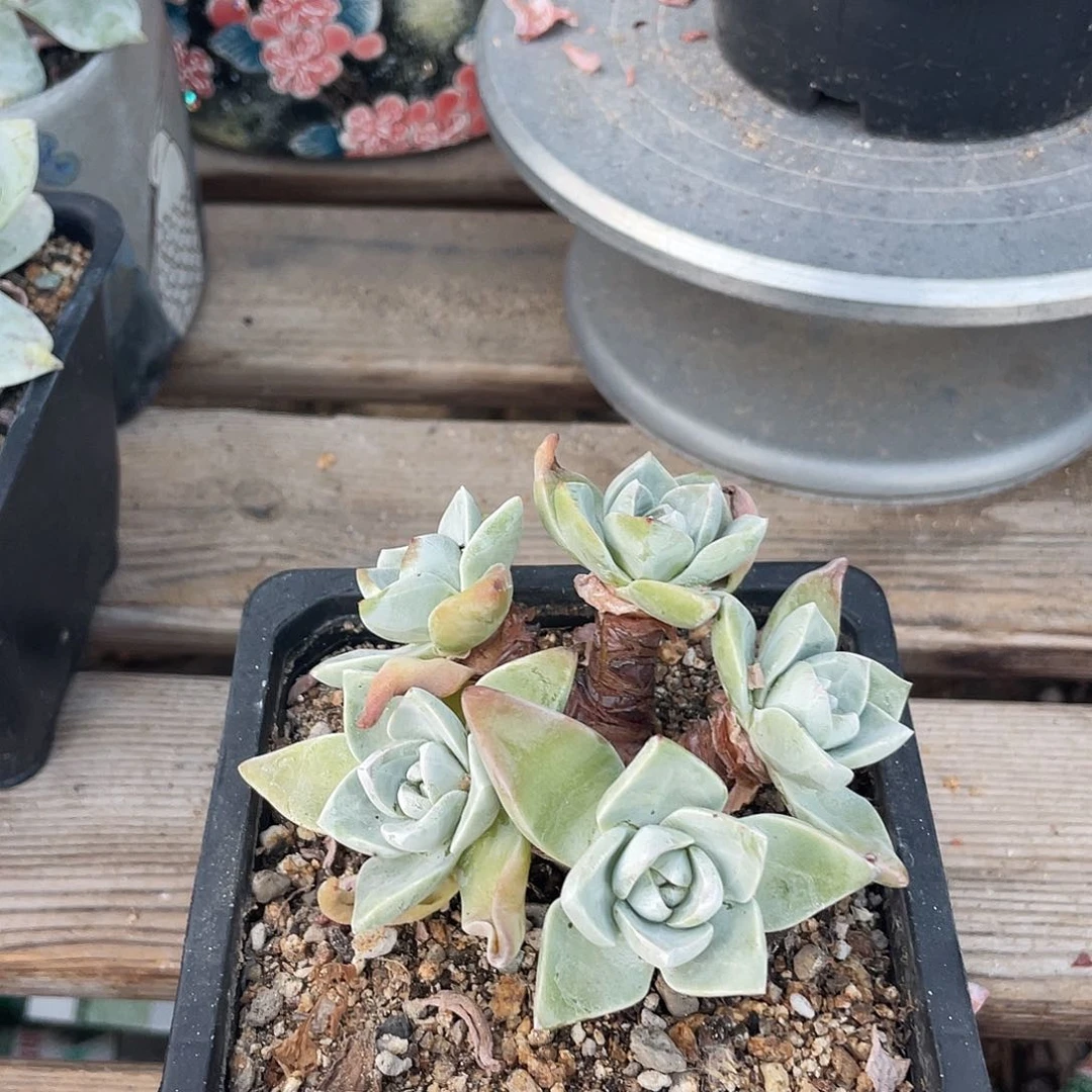 泡芙苹果叶仙女杯