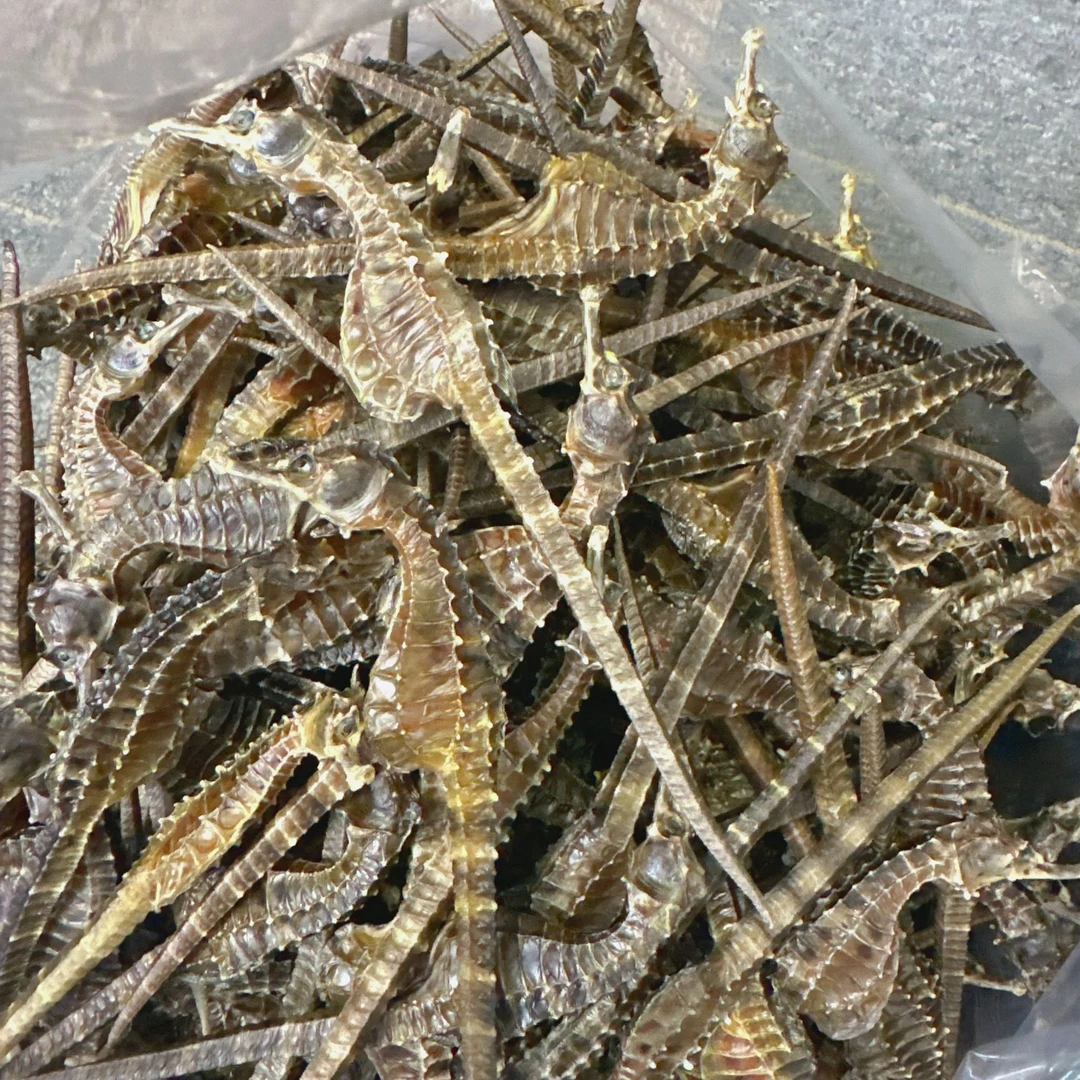 【吴哥推荐】海马干货炖汤泡酒炖煮汤料2-3