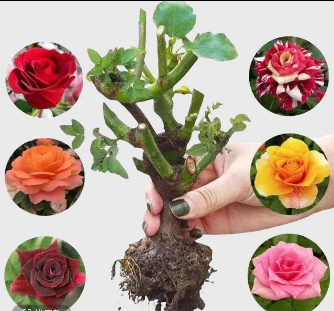【只发新疆】各色玫瑰老桩好养耐养可地栽可盆栽当年开花